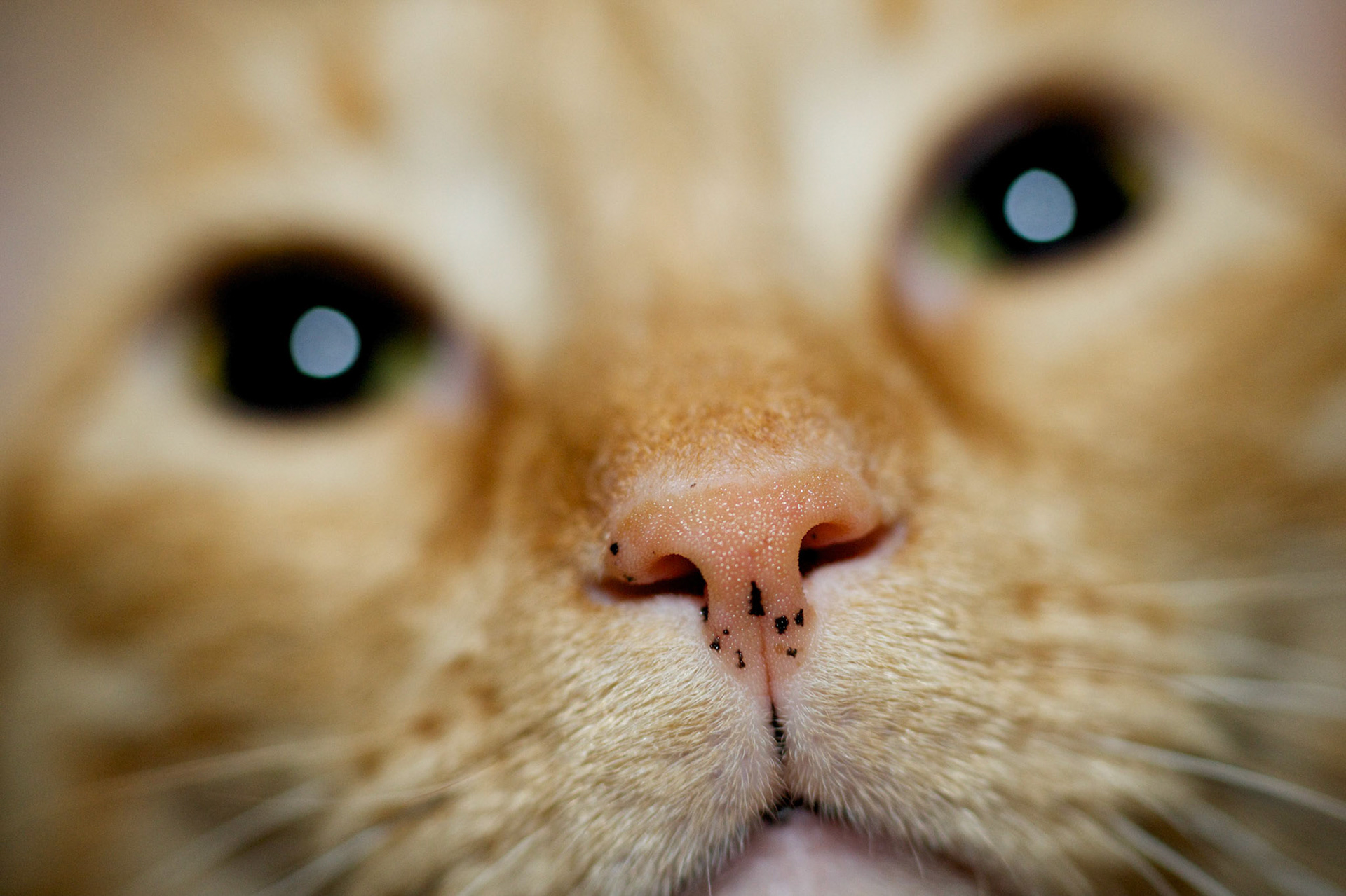 Tigger's Nose up close