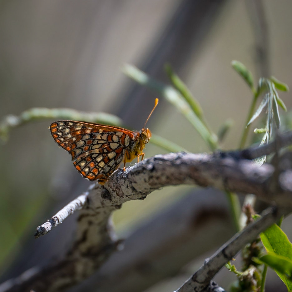 San Joaquin Marsh and Wildlife Sanctuary - April 2022