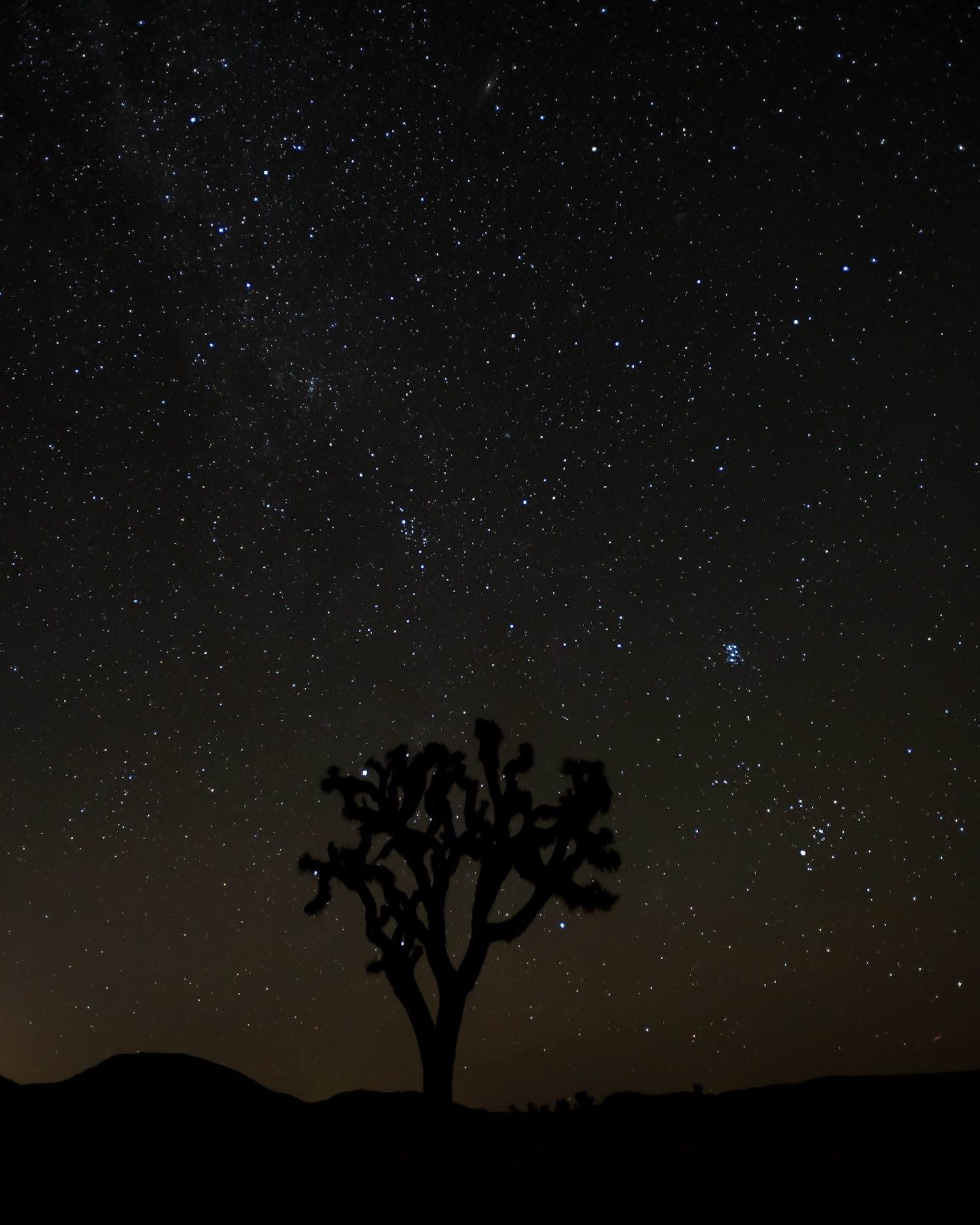 Joshua Tree - 2016