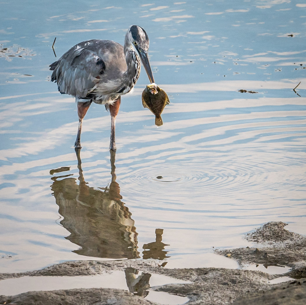 Bolsa Chica Beach - 2022