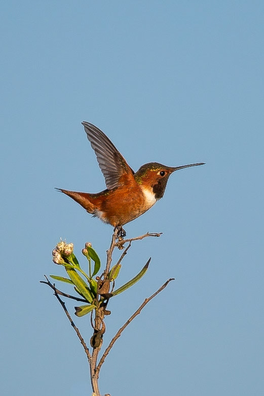 San Joaquin Marsh and Wildlife Sanctuary - 2014