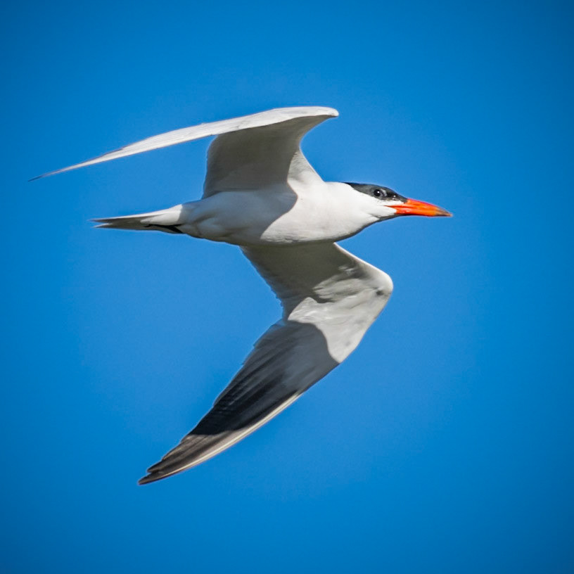 San Joaquin Marsh and Wildlife Sanctuary - 2022