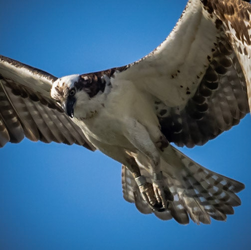 San Joaquin Marsh and Wildlife Sanctuary - 2022