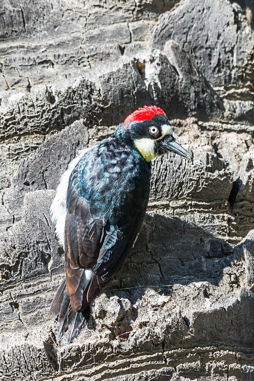 Irvine Regional Park - 2016