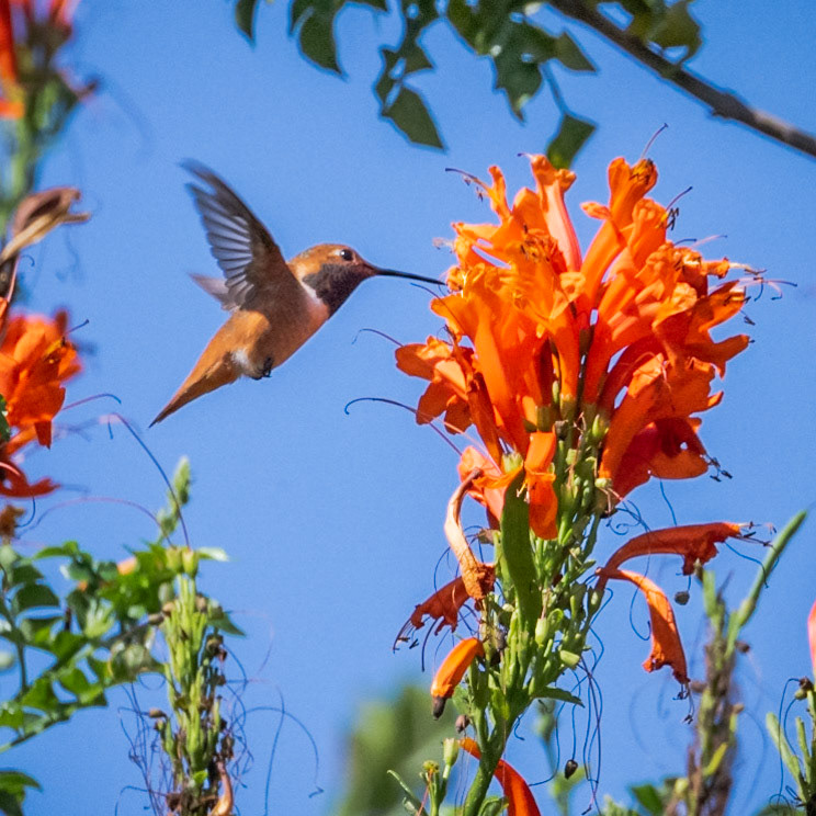 San Joaquin Marsh and Wildlife Sanctuary - 2022