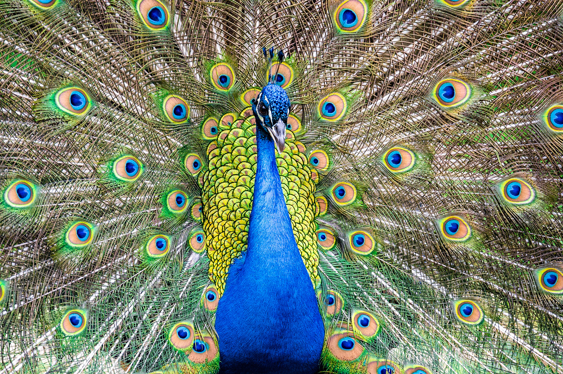 Cool close shot of the peacock feathers spread open