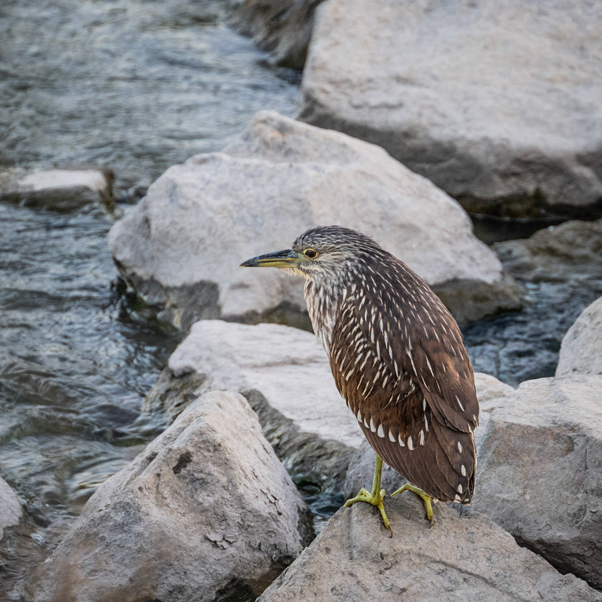 San Joaquin Marsh and Wildlife Sanctuary - 2022