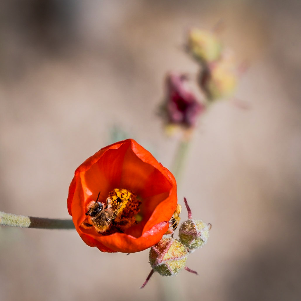 Anza Borrego - April 2022