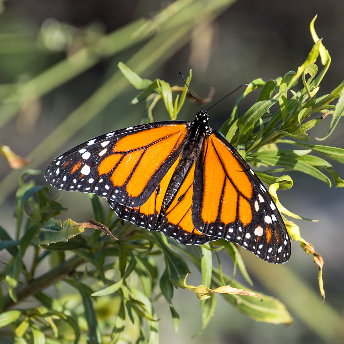 San Joaquin Marsh and Wildlife Sanctuary - 2022