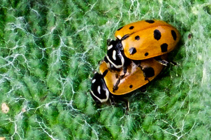 Lady Bugs getting close