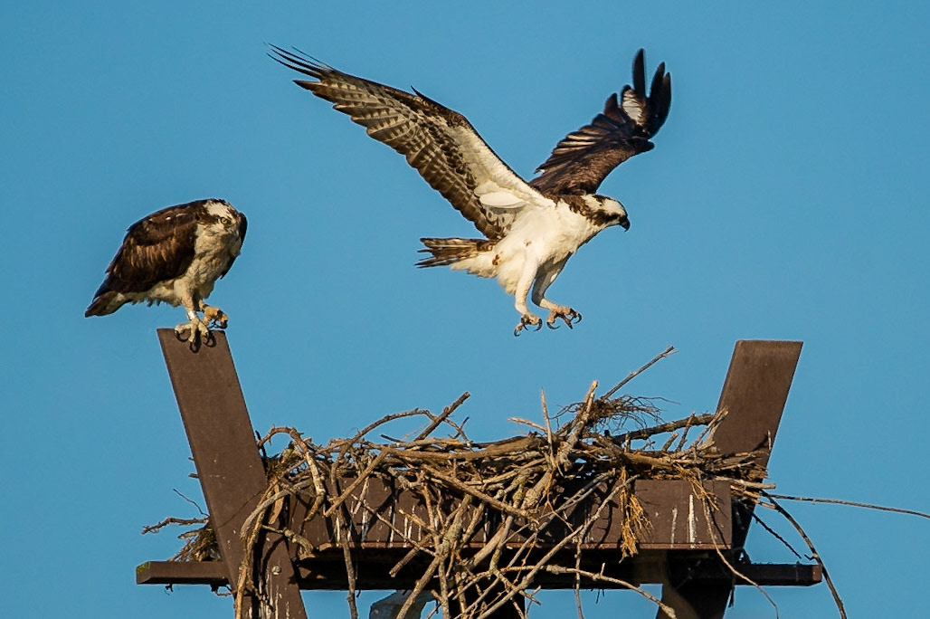 A family of Osprey at the nest.