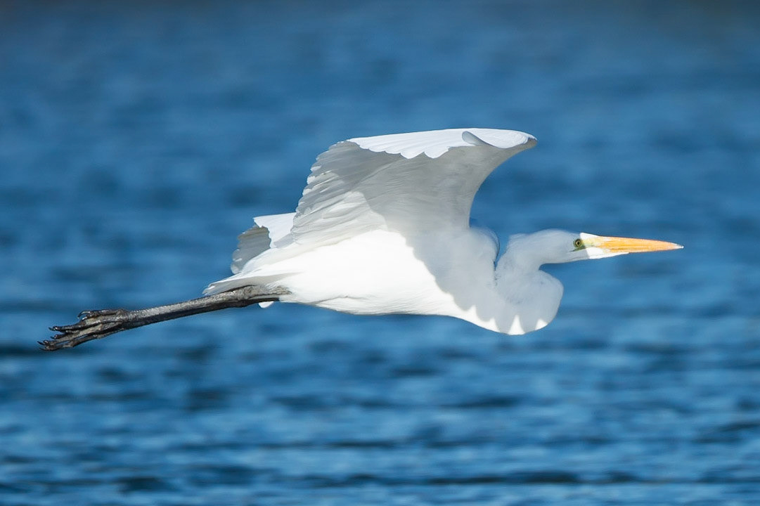 Egret Flyby