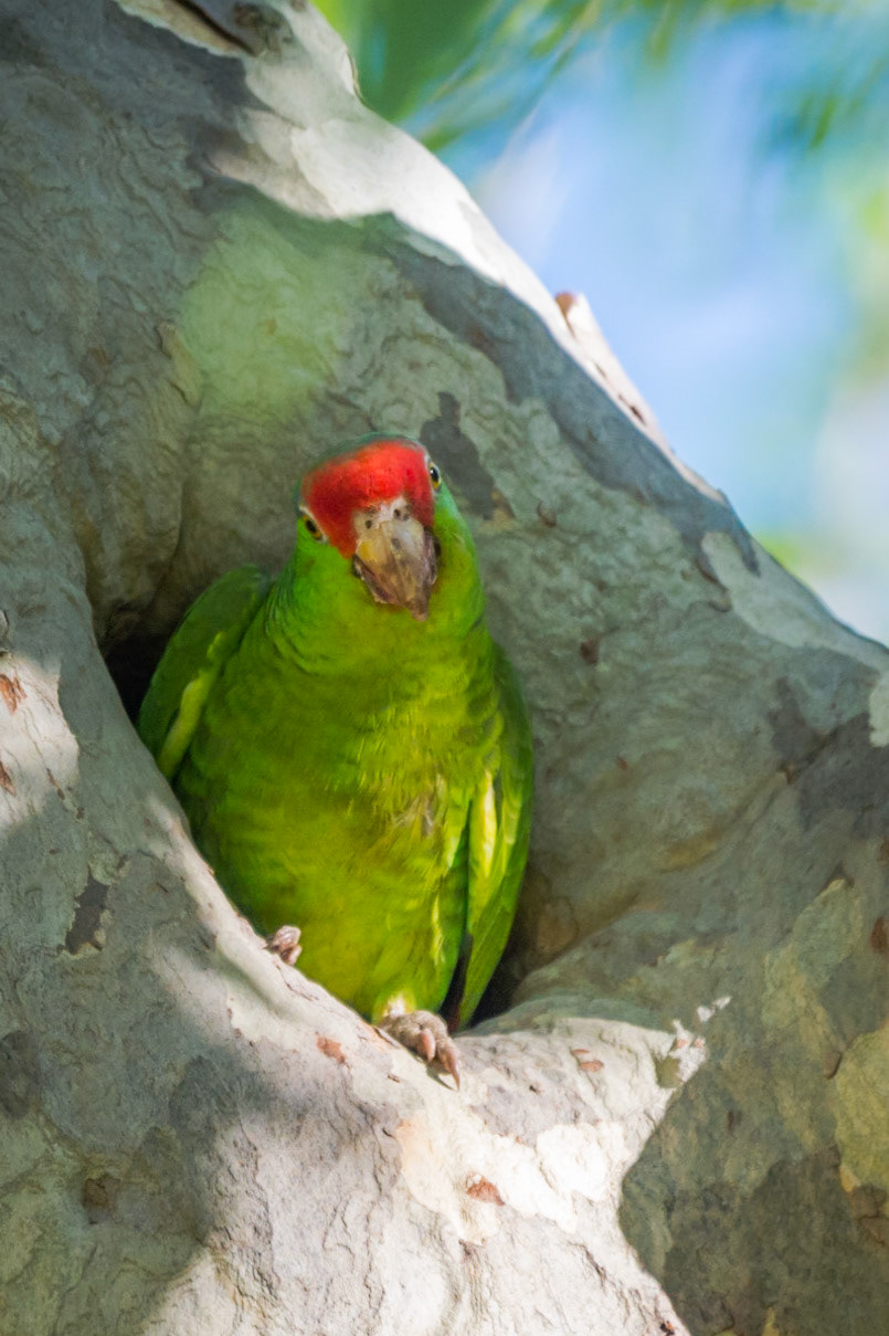 Irvine Regional Park - 2016