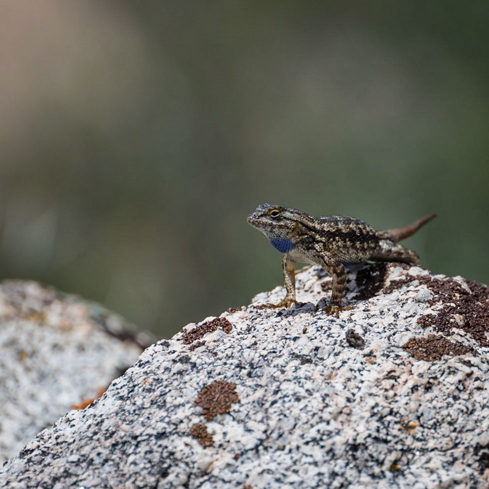 Anza Borrego - April 2022