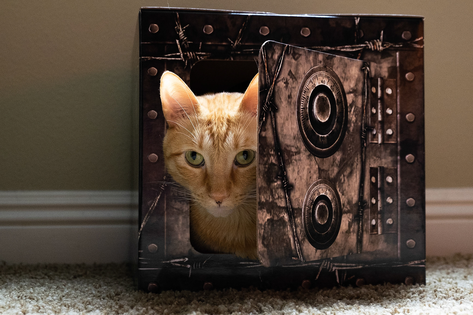 My cat Tigger hiding in a box with a door cut out.