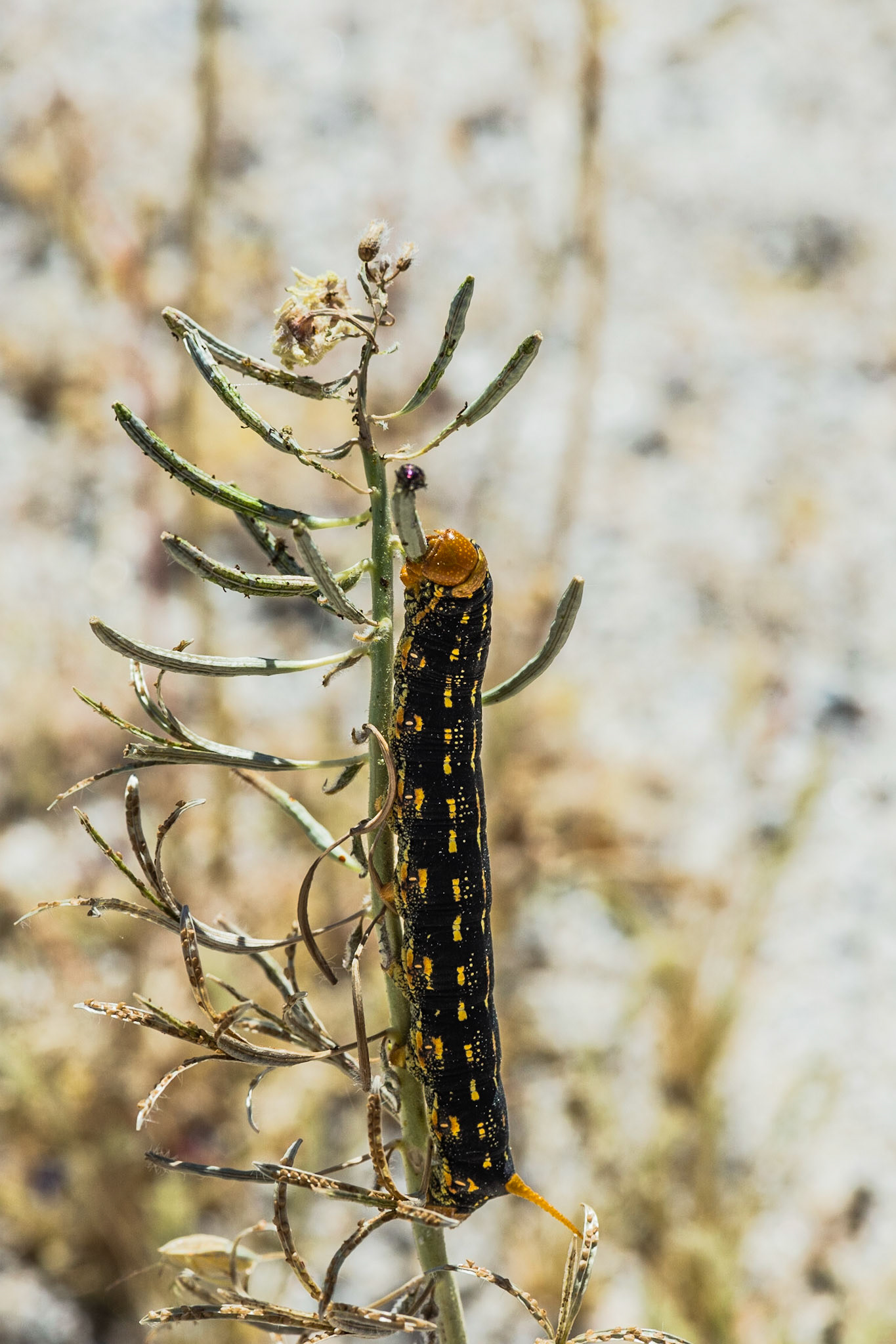 Anza Borrego - 2017