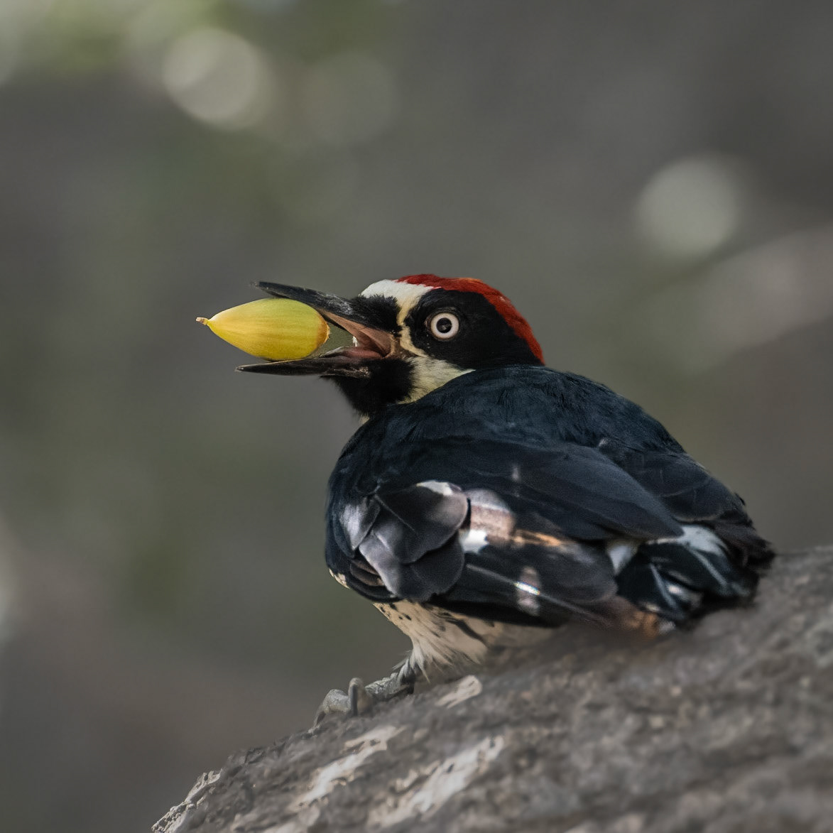 Irvine Regional Park - 2022