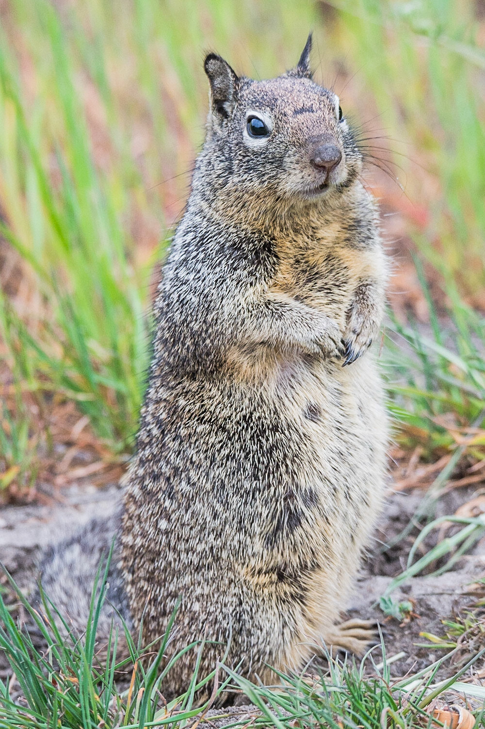 A cute little squirrel standing up hearing a hawk fly overhead ready to go hide