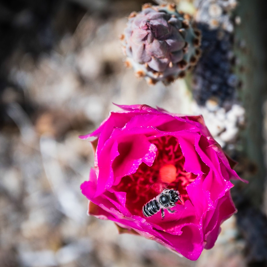 Anza Borrego - April 2022