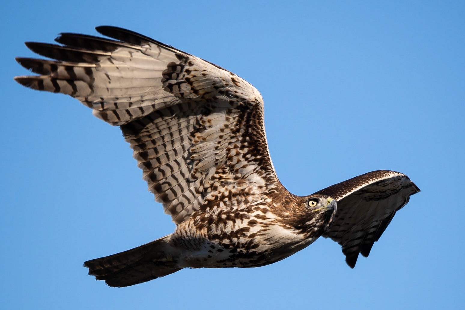 San Joaquin Marsh and Wildlife Sanctuary - 2014