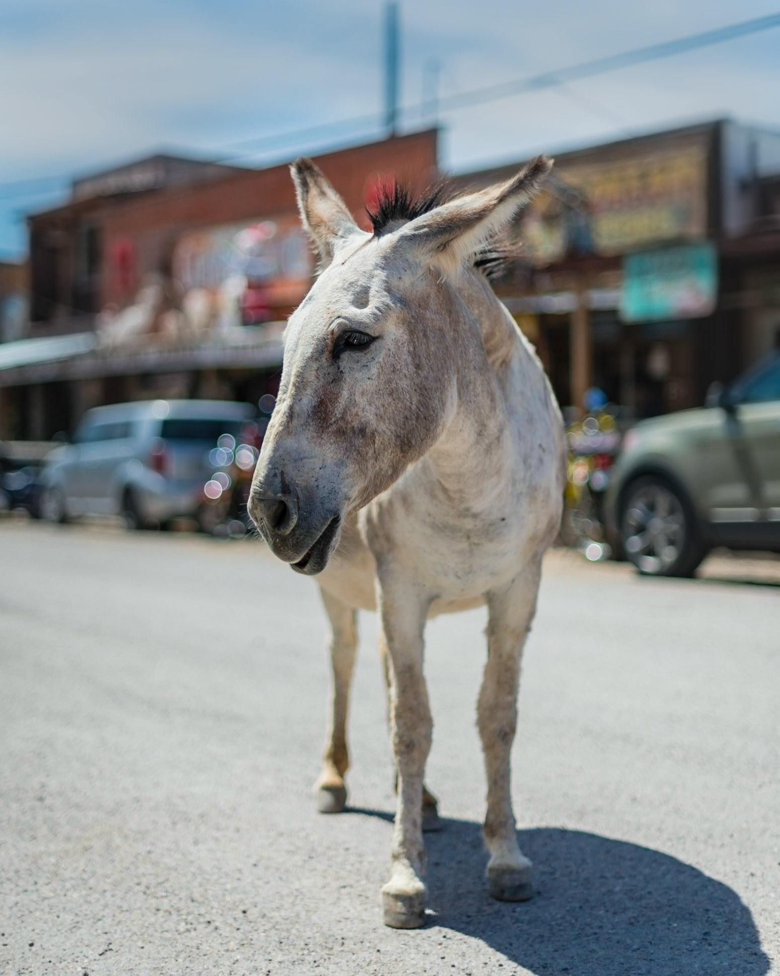 a little donkey crossing the road of town, Oatman, Arizona