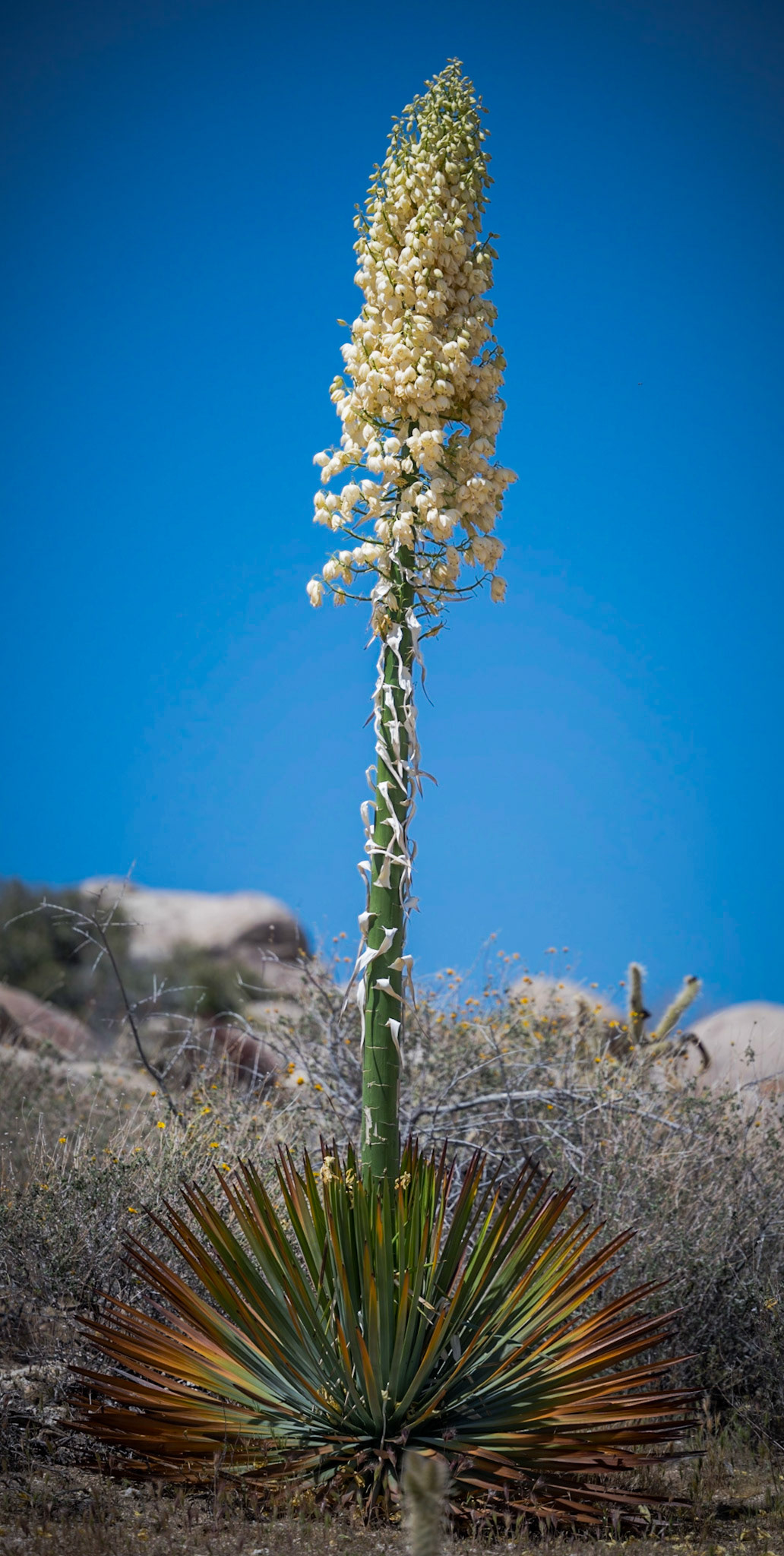 Anza Borrego - April 2022