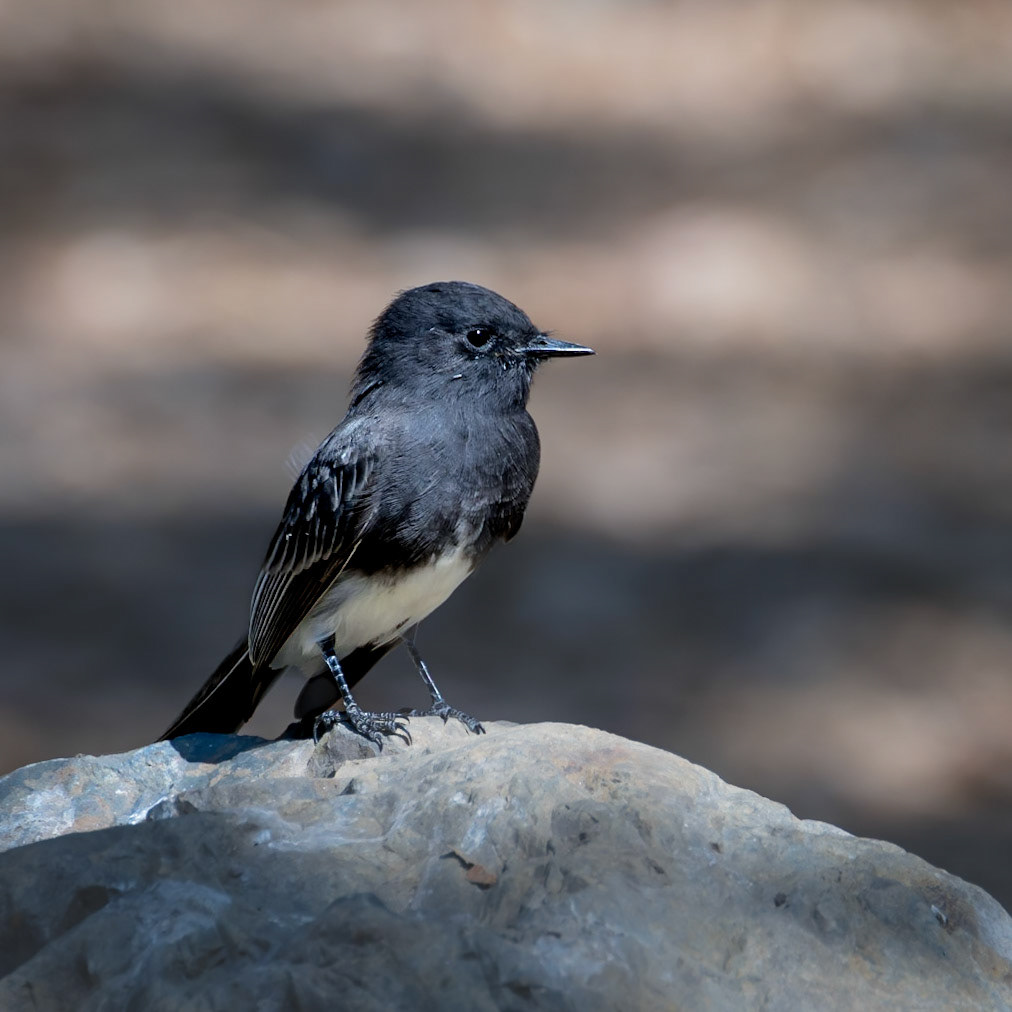 Irvine Regional Park - 2022