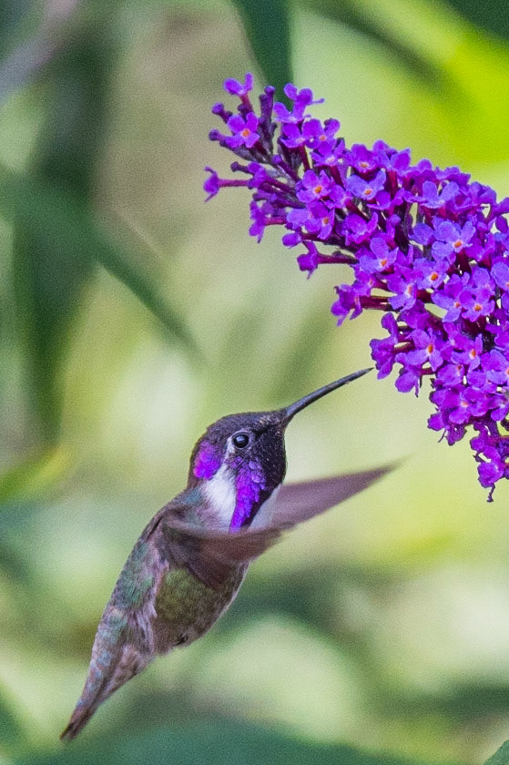A Purple Costa's Hummingbird Feeding on a purple flower