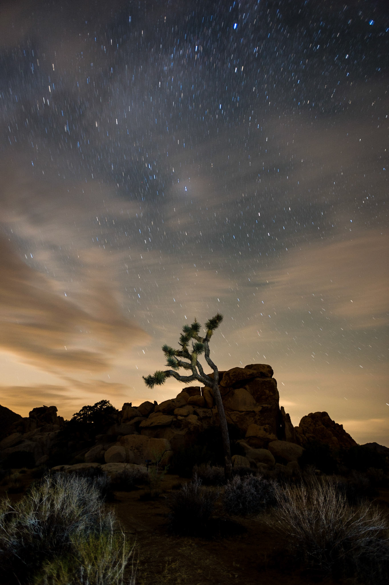 Joshua Tree - 2015