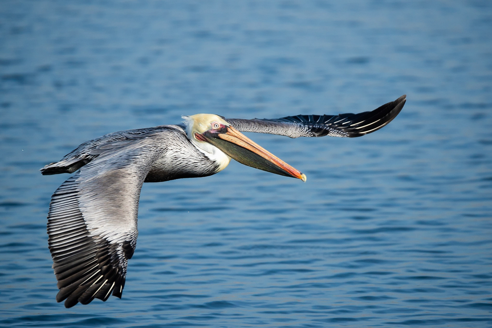 Pelican Skimming the Water