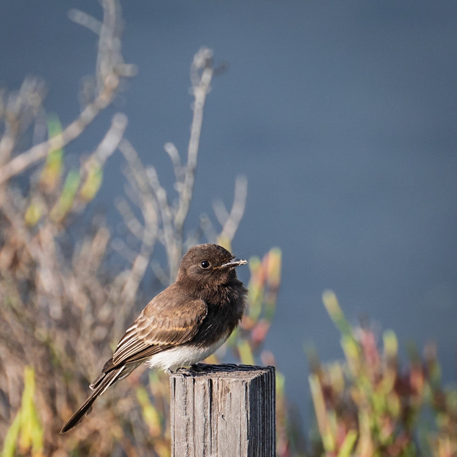 Bolsa Chica - September 2022