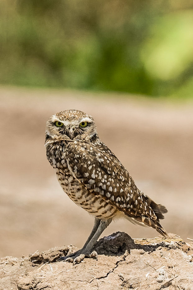 Burrowing owl on the side of a road