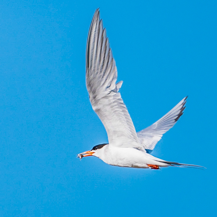 Bolsa Chica Beach - 2022