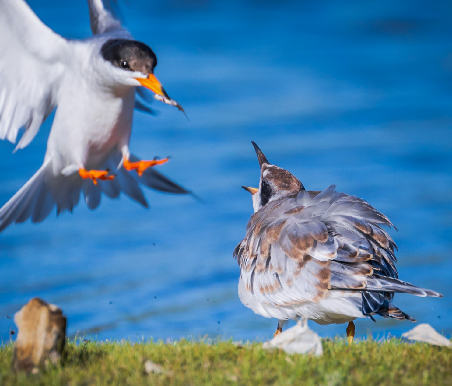 San Joaquin Marsh and Wildlife Sanctuary - 2022