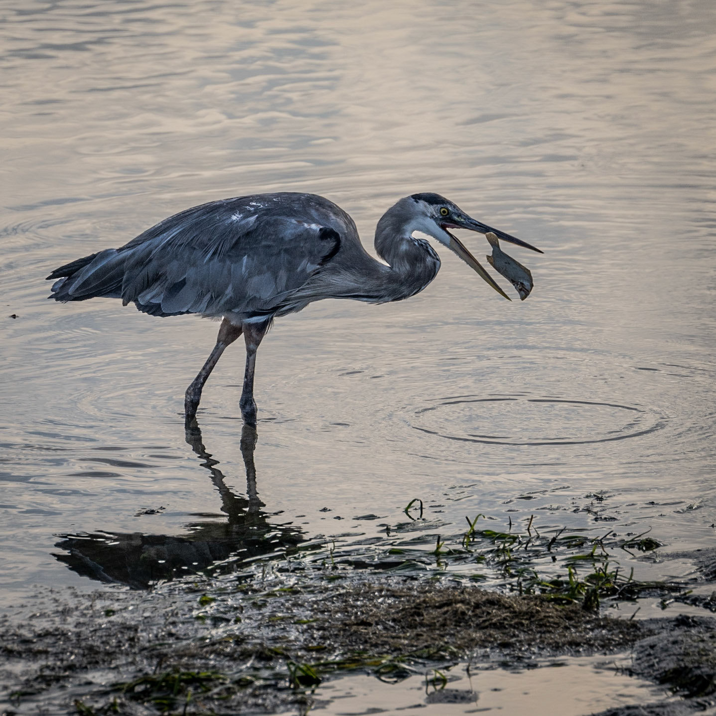 Bolsa Chica Beach - 2022