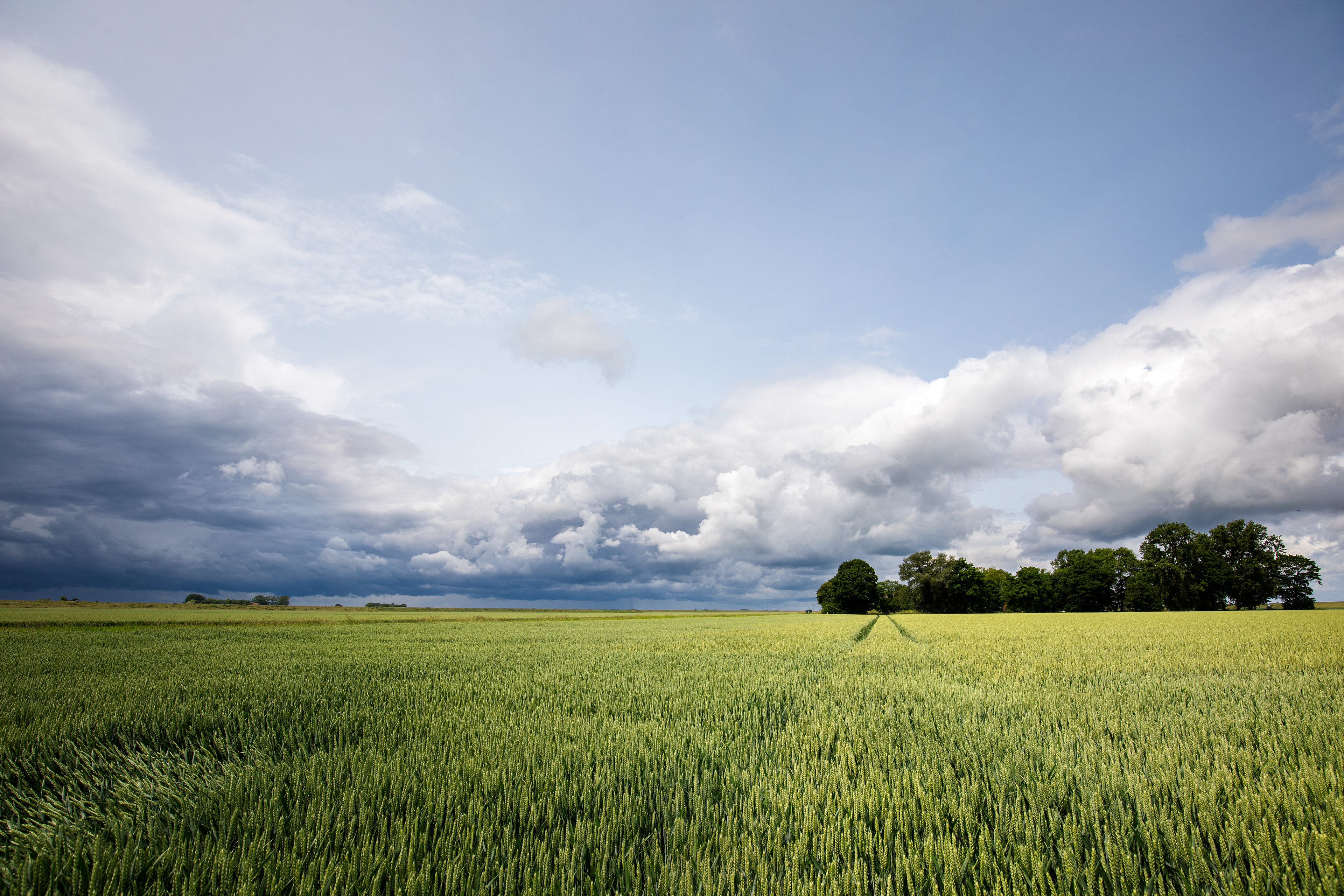 Oost-polder Groningen | 08-06-'25