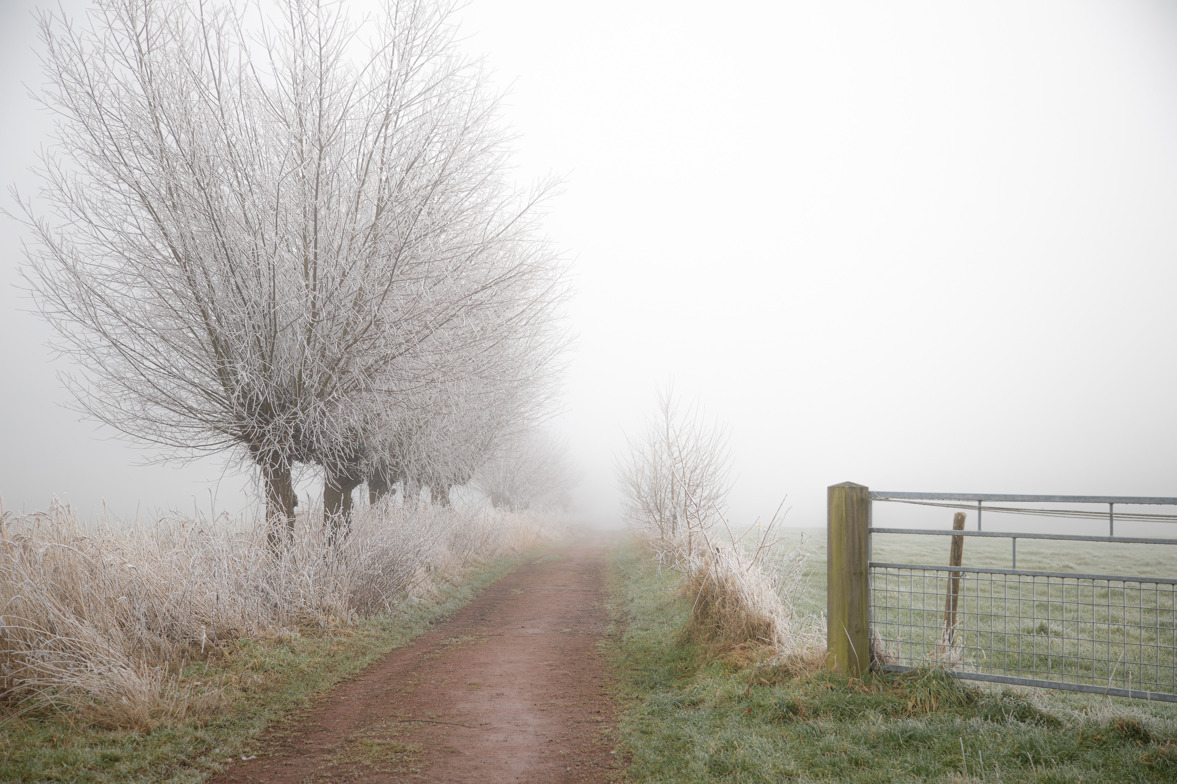 Biessumerbos | 19-01-'25