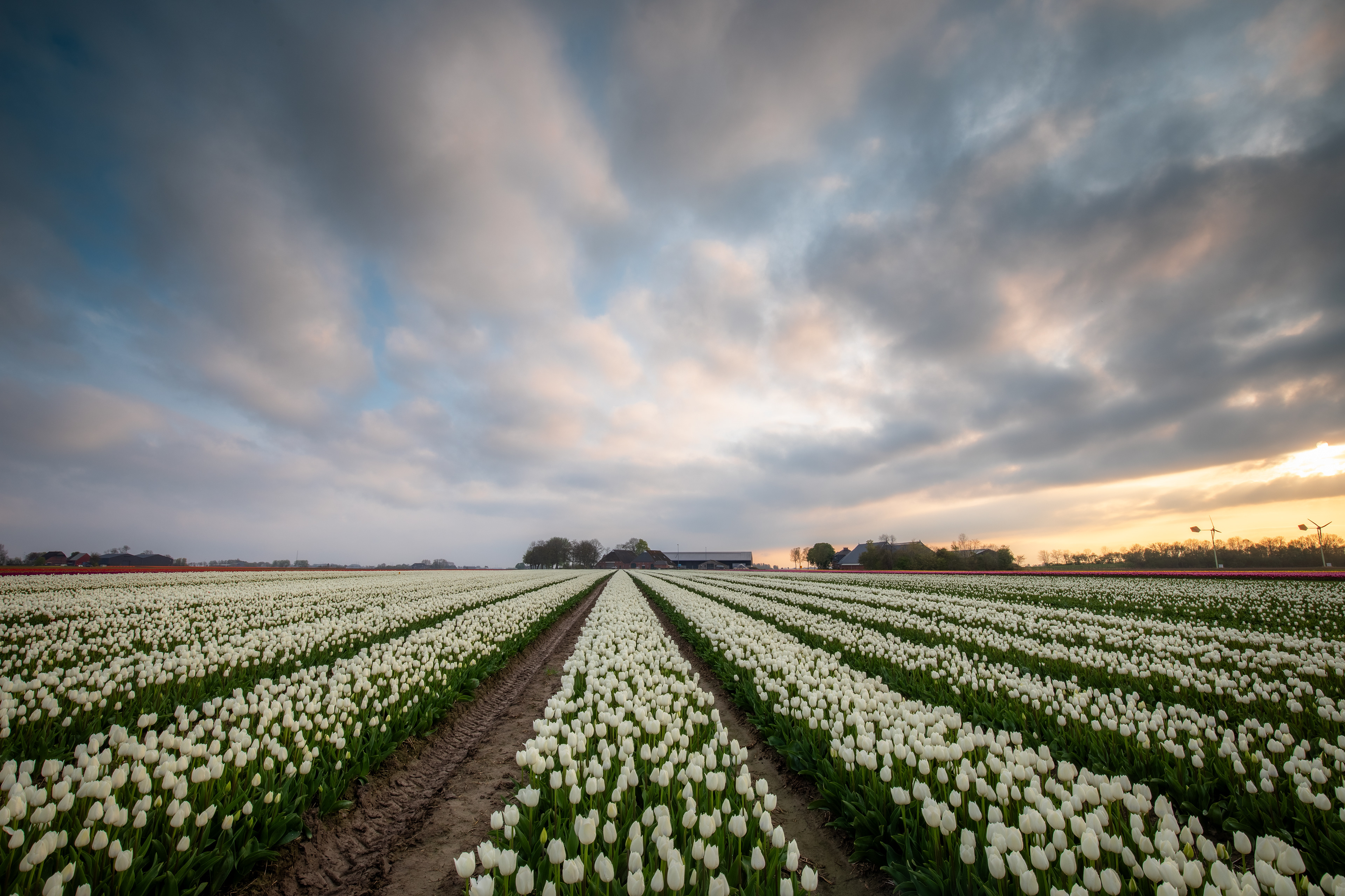 Tulpenvelden bij Garsthuizen | 22-04-'25