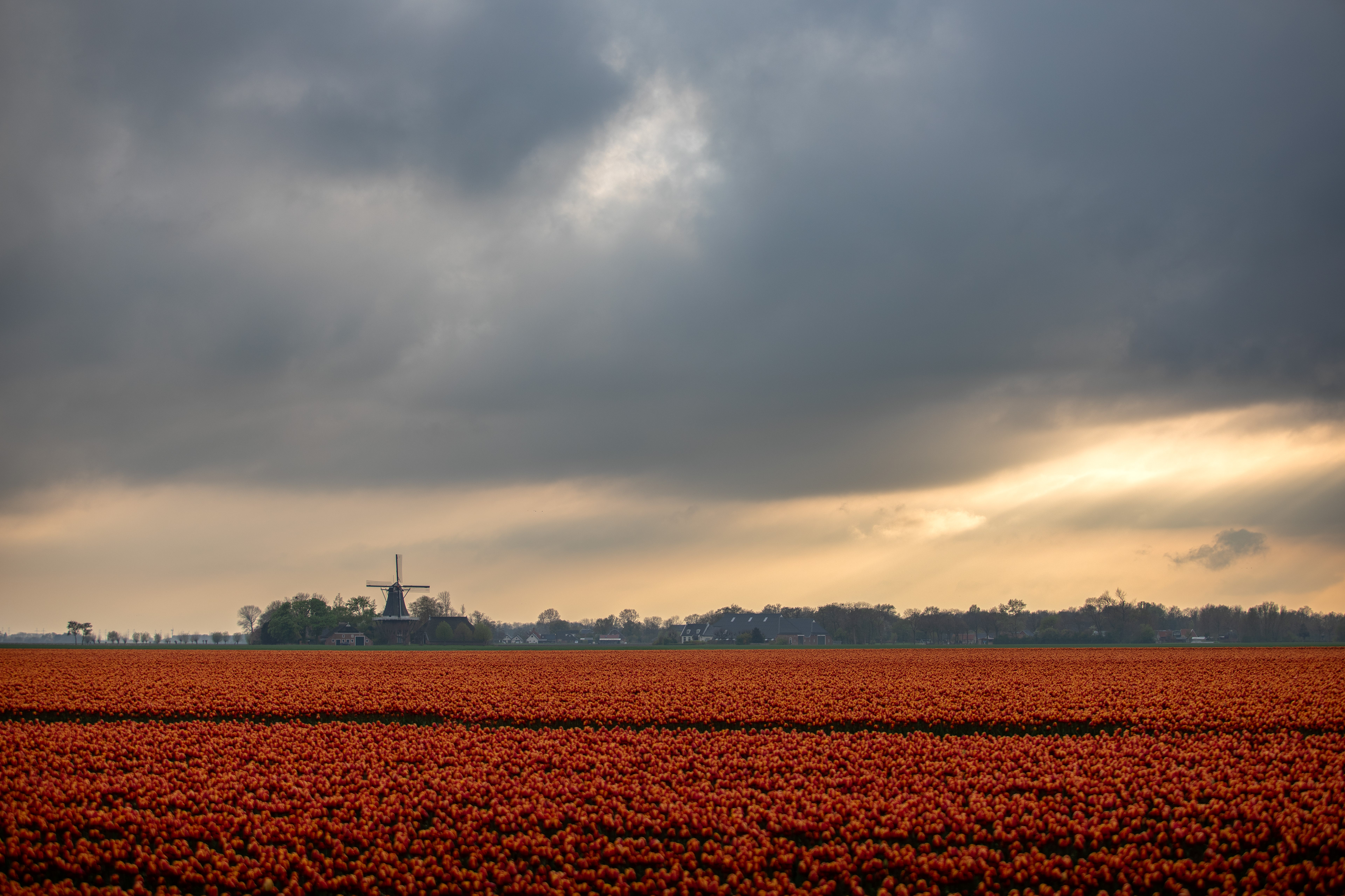 Tulpenvelden bij Garsthuizen | 22-04-'25