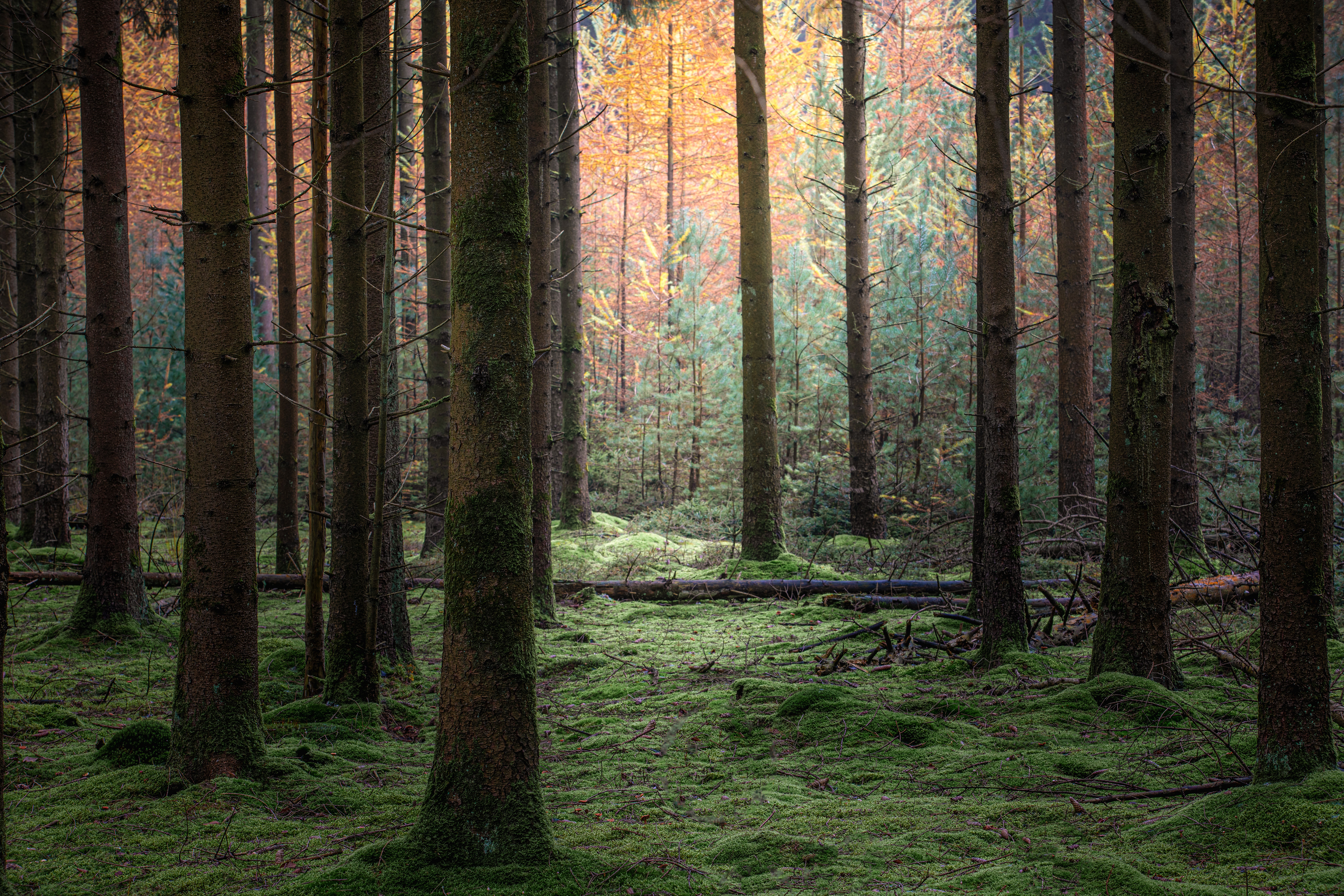 Boswachterij Schoonloo | 10-11-'24