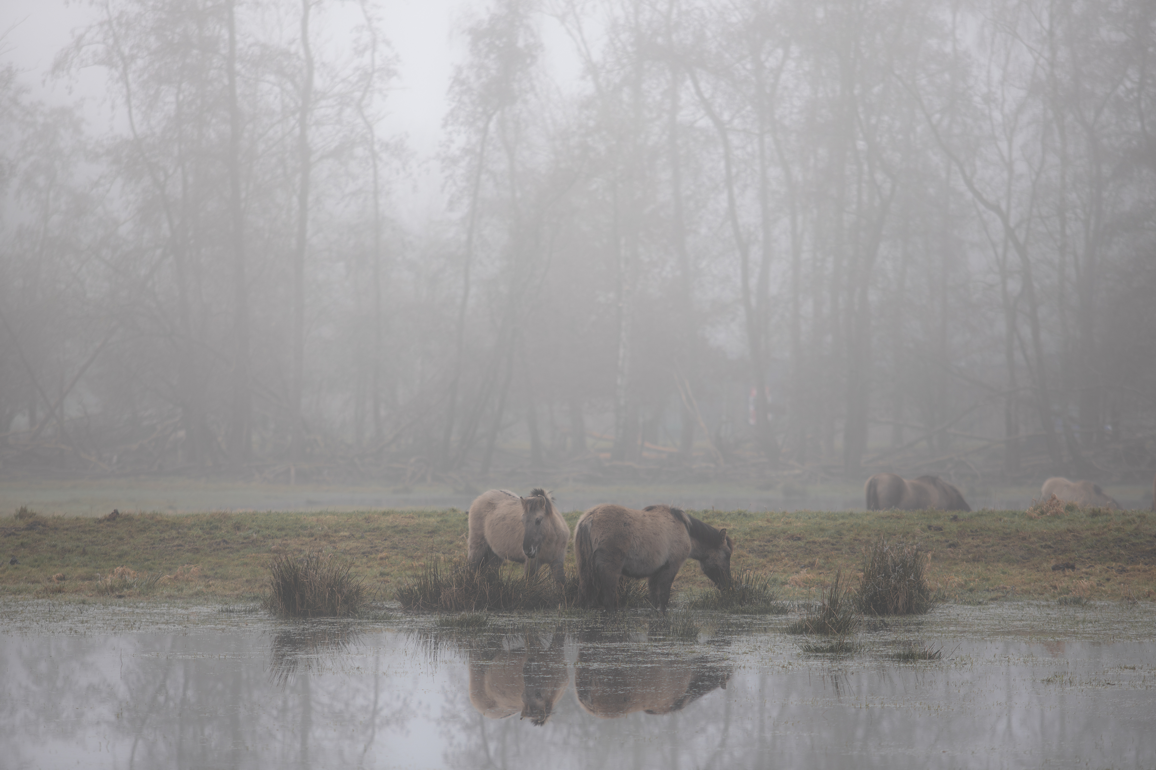 Ennemaborg | 18-01-'25