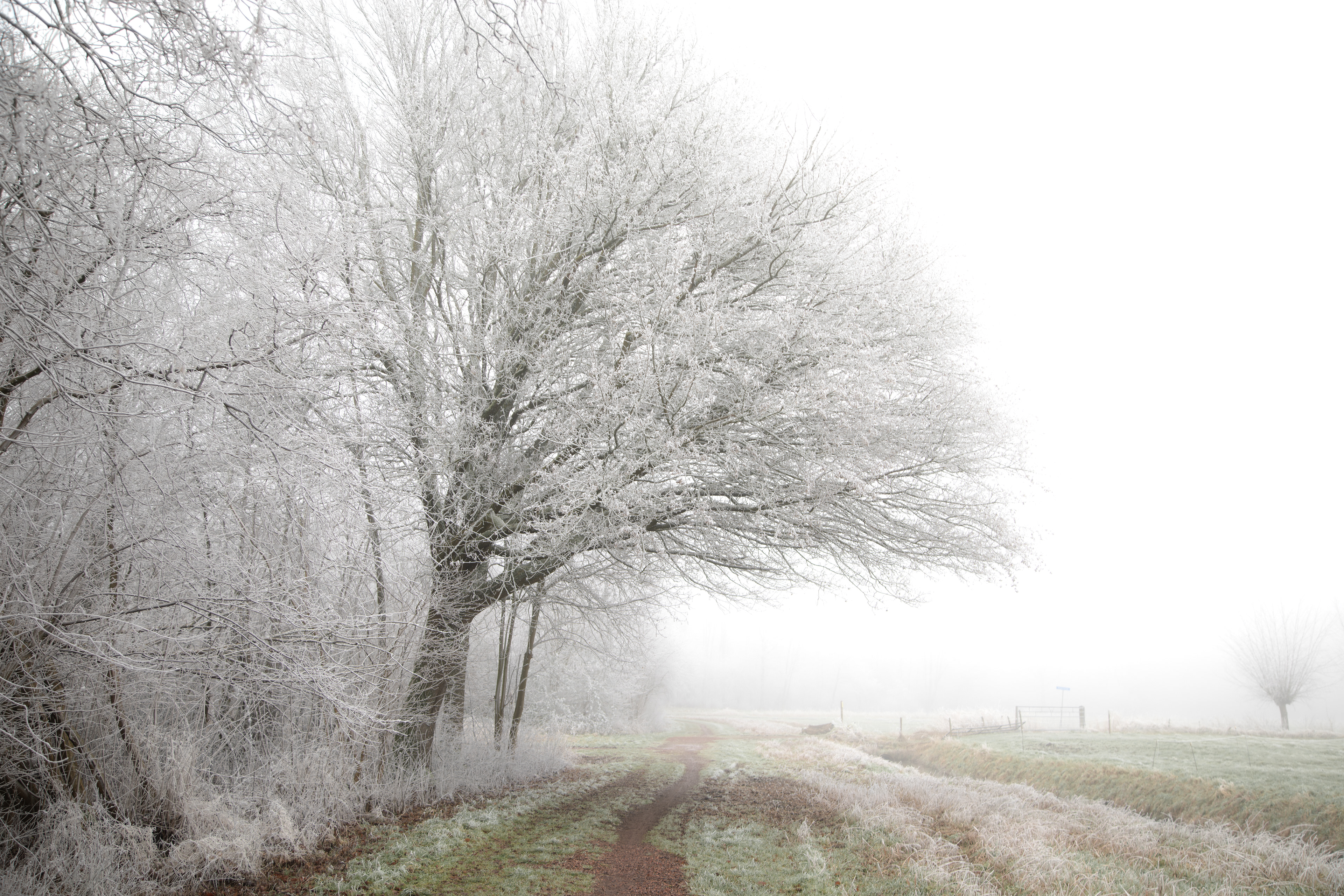 Biessumerbos | 19-01-'25