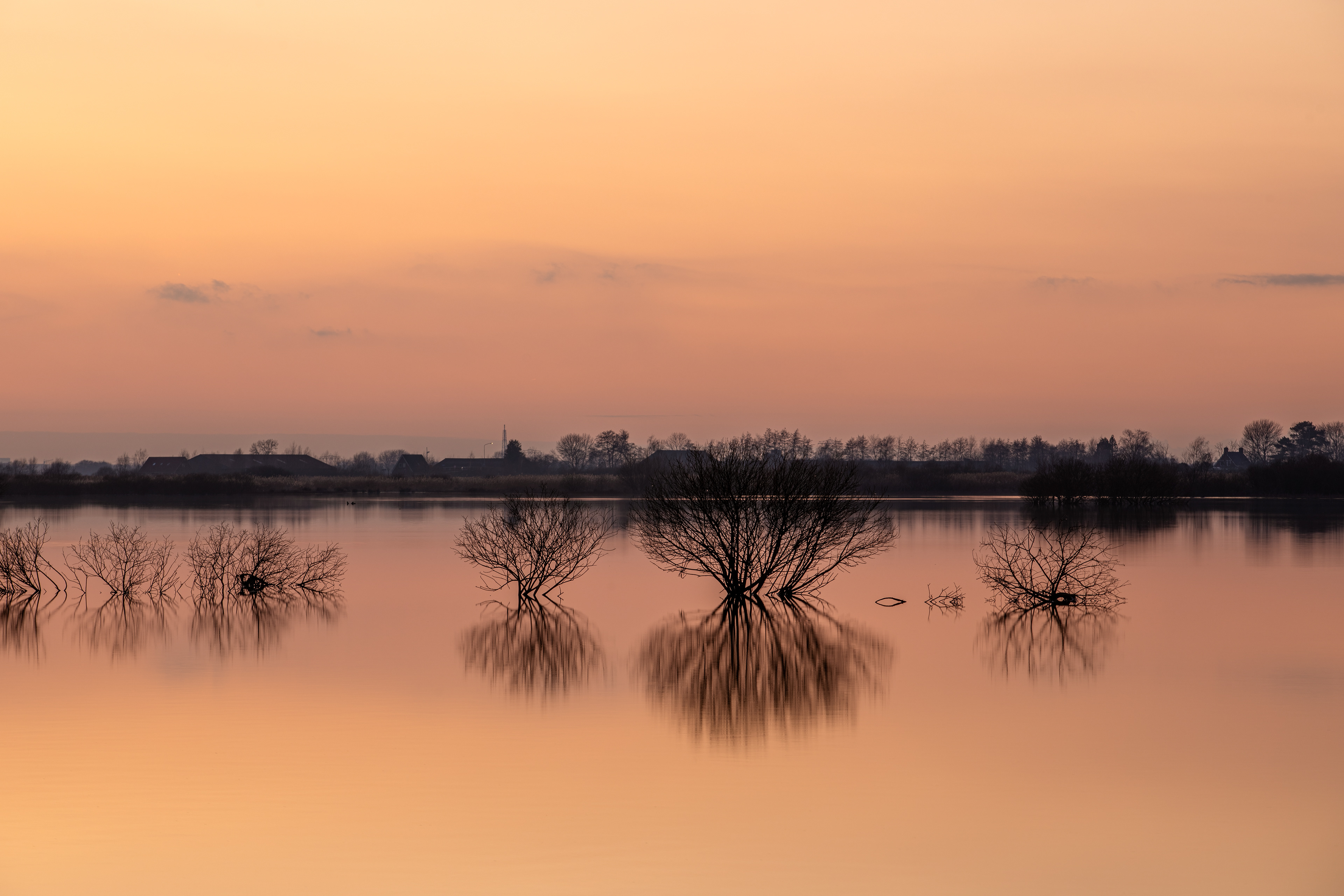 Dannemeer 't Roegwold | 31-01-'25