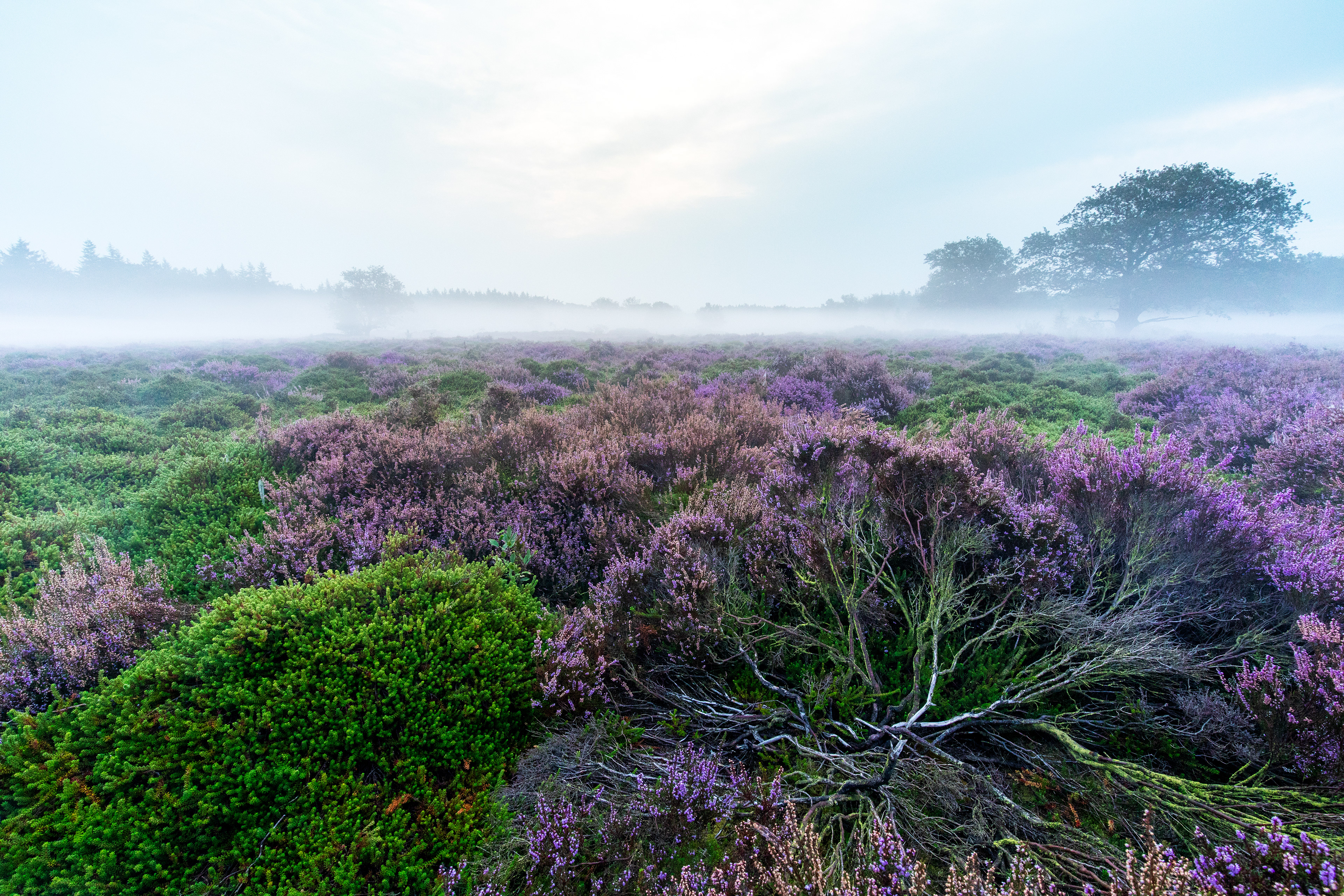 Bakkeveense duinen | 18-08-'24