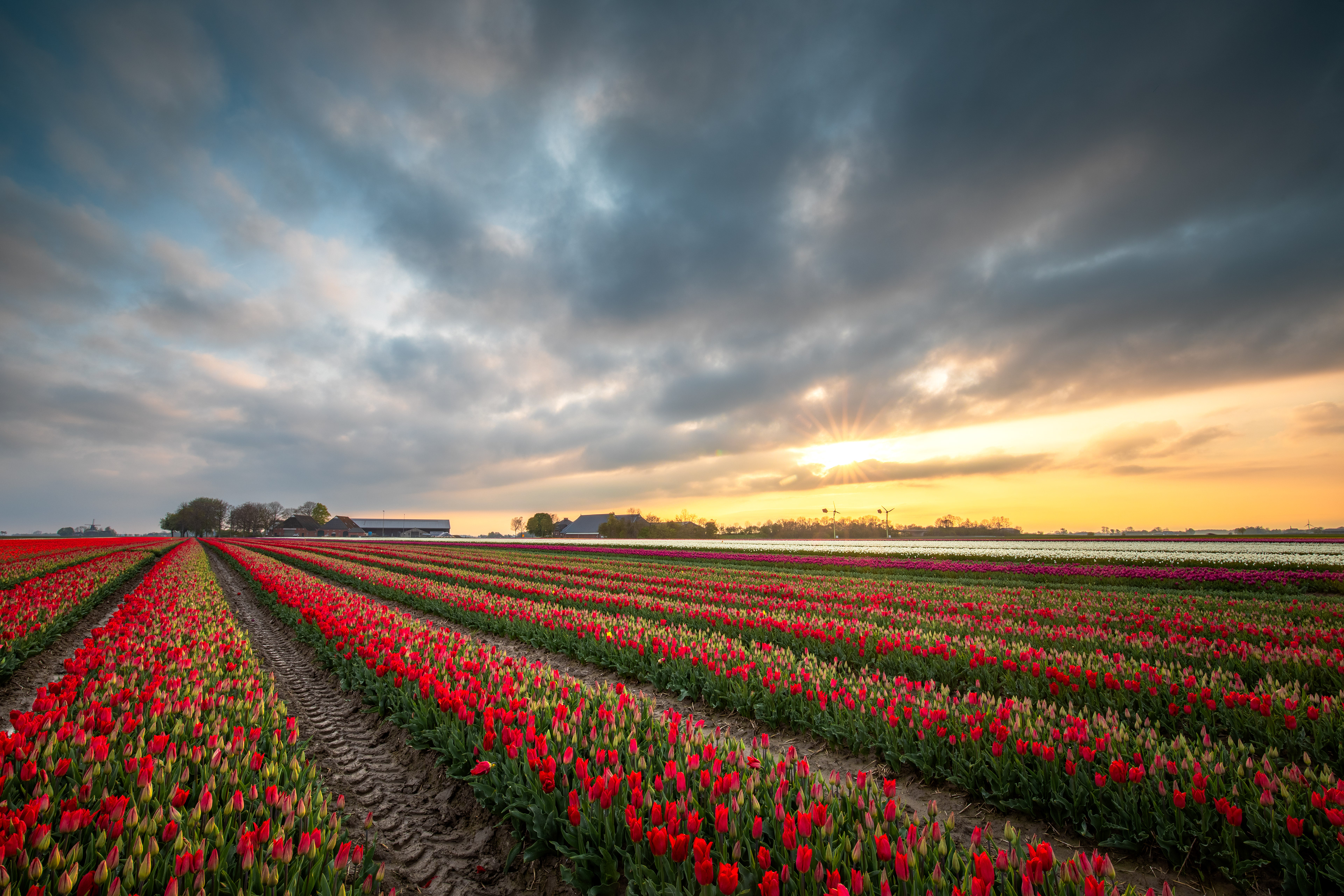 Tulpenvelden bij Garsthuizen | 22-04-'25