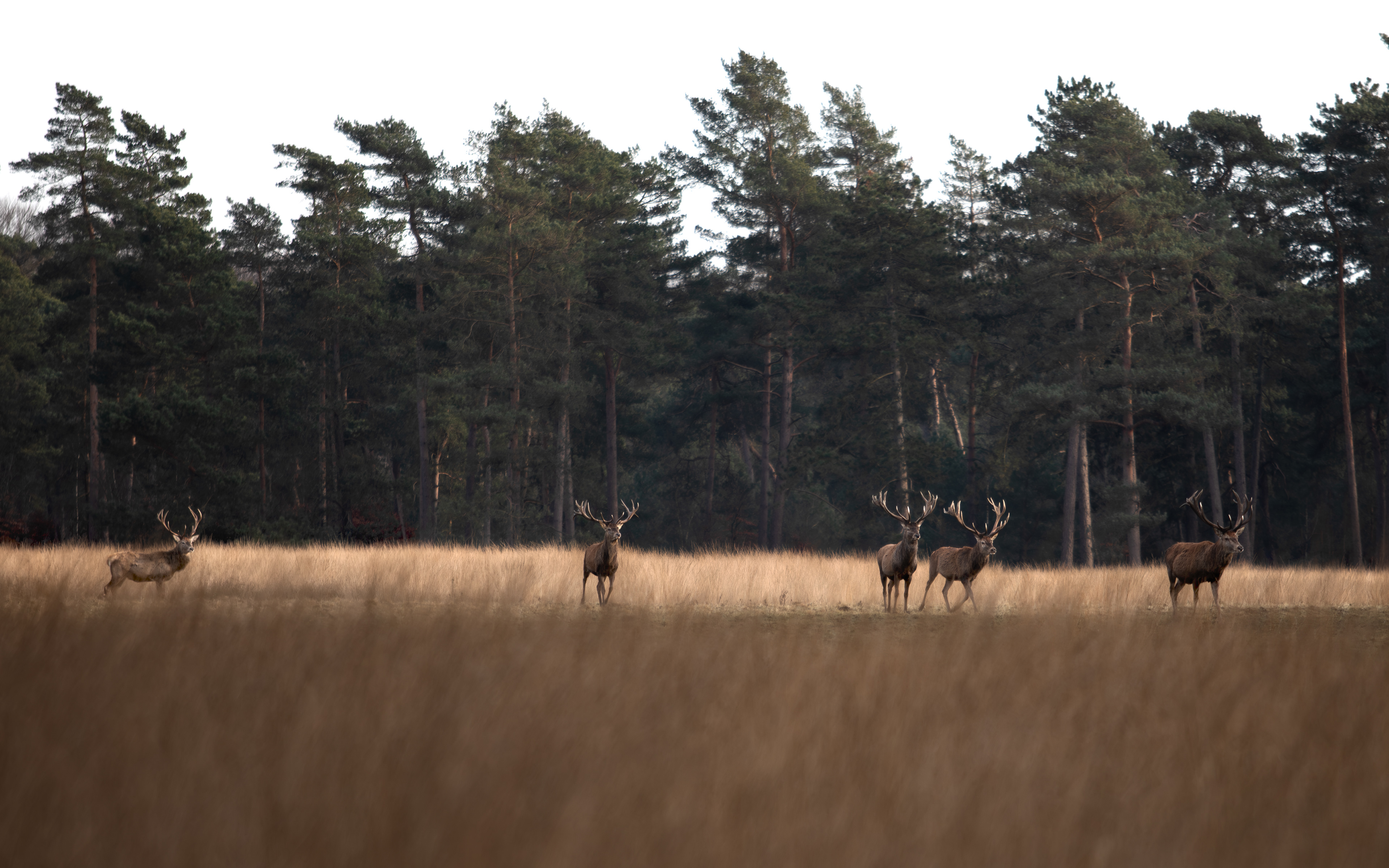 19-02-'25 | Hoge Veluwe