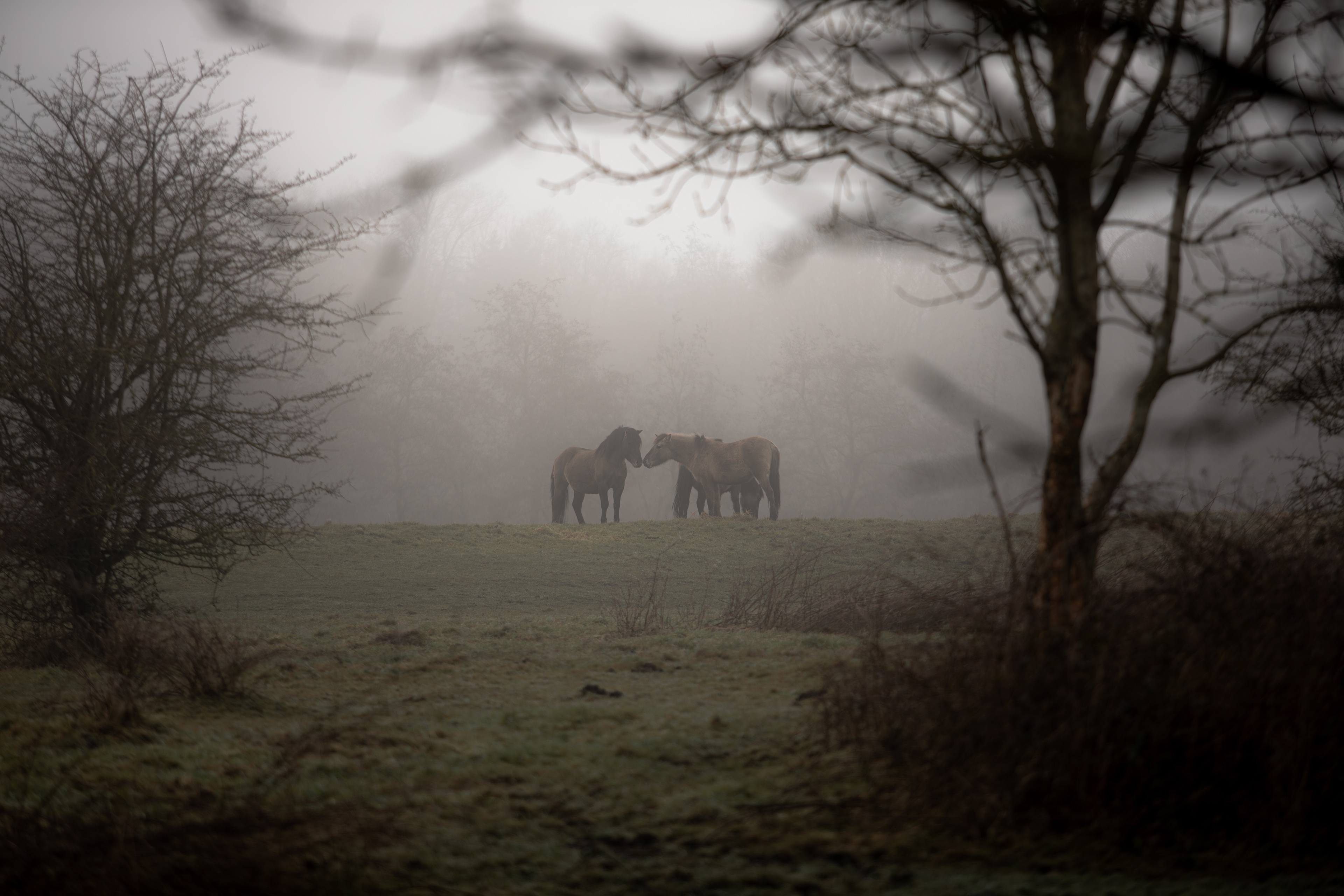 Ennemaborg | 18-01-'25