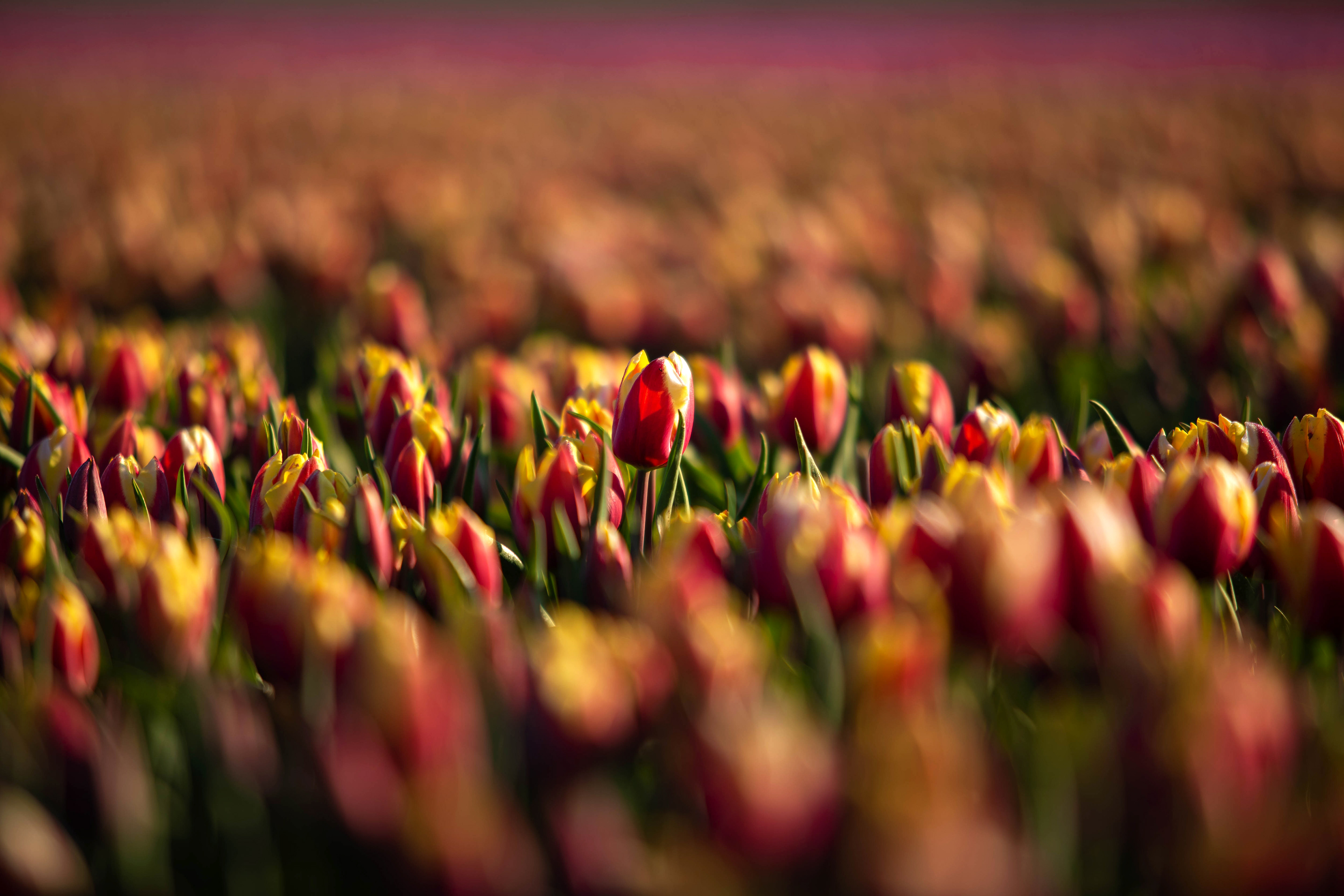 Tulips