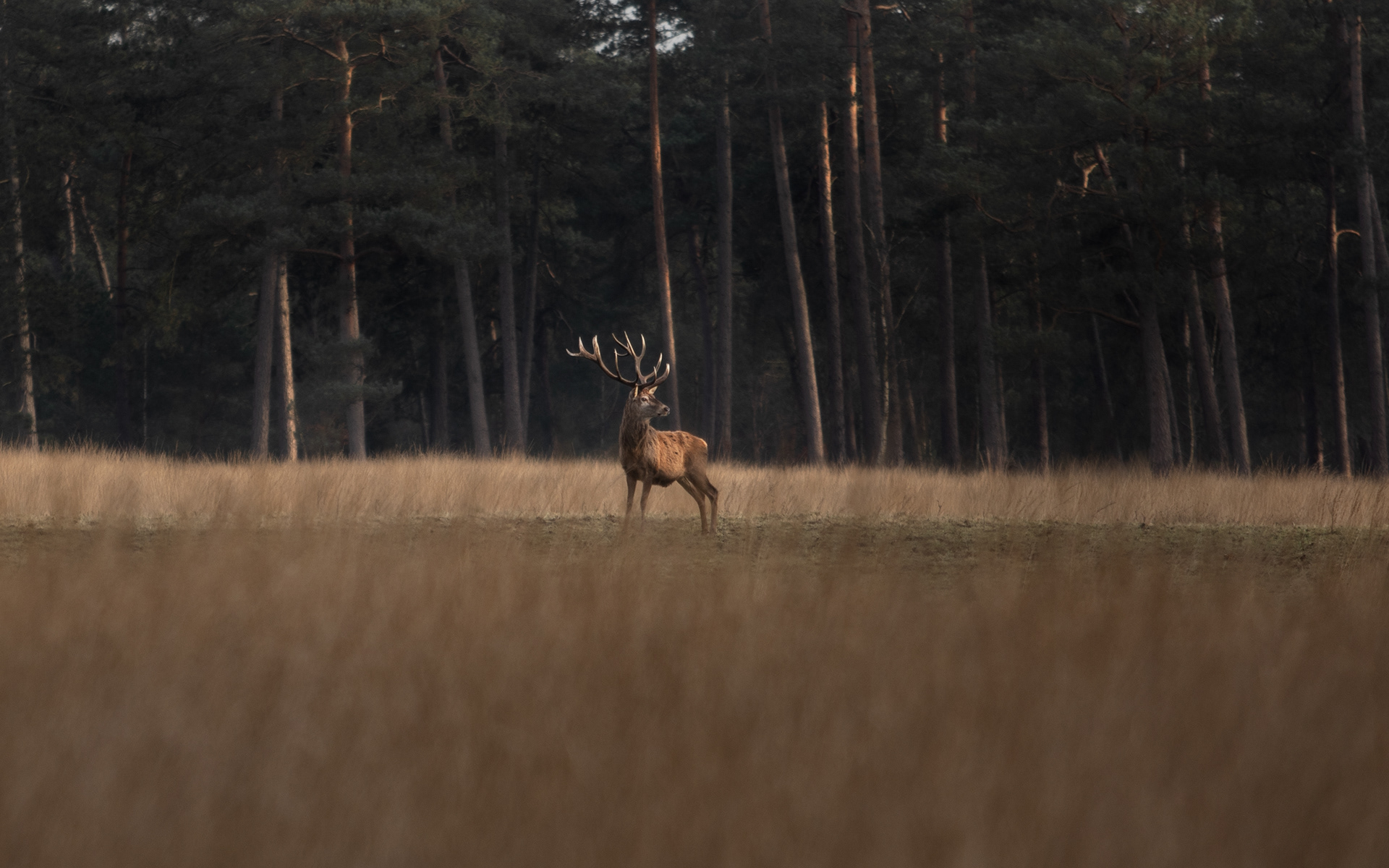 19-02-'25 | Hoge Veluwe