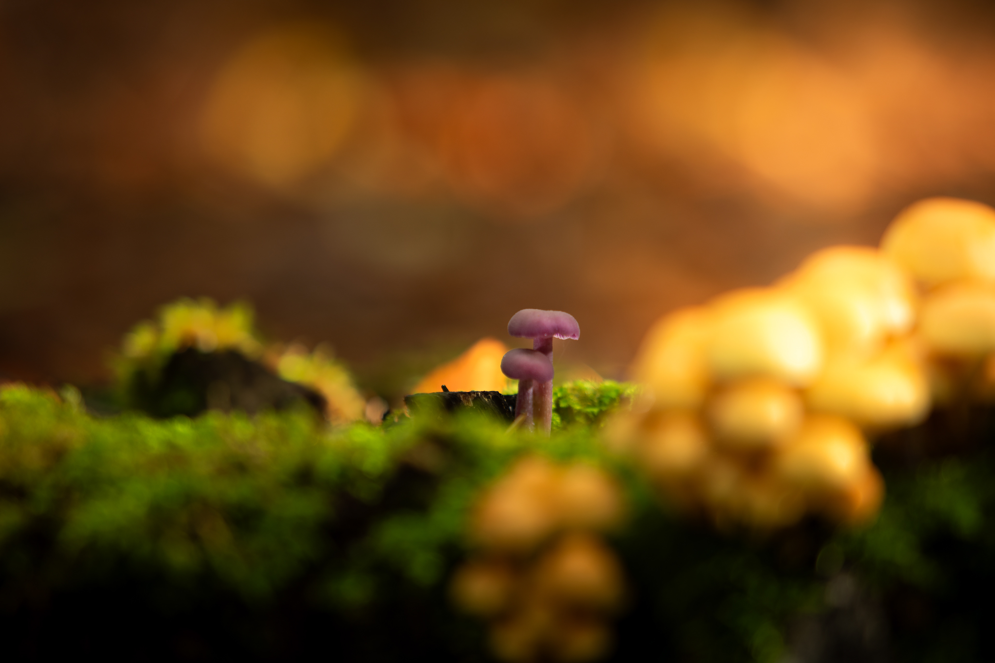 Gasselterbos | 22-10-23